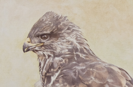 Common Buzzard Oil Painting Detail by Steve Greaves