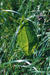 Steve Greaves - Dock Leaf - photo