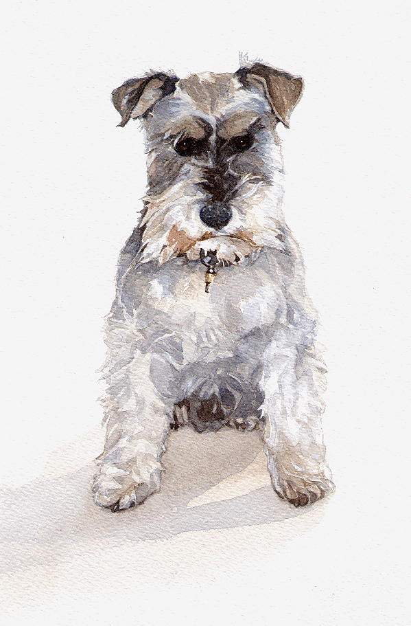 Back to: Miniature Schnauzer dog,  Jack - watercolour dog painting