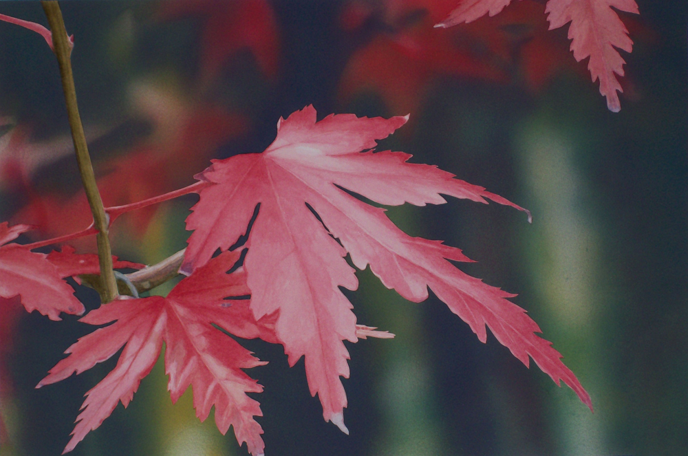 Japanese Maple Bonsai Leaves - Steve Greaves Photorealism Paintings