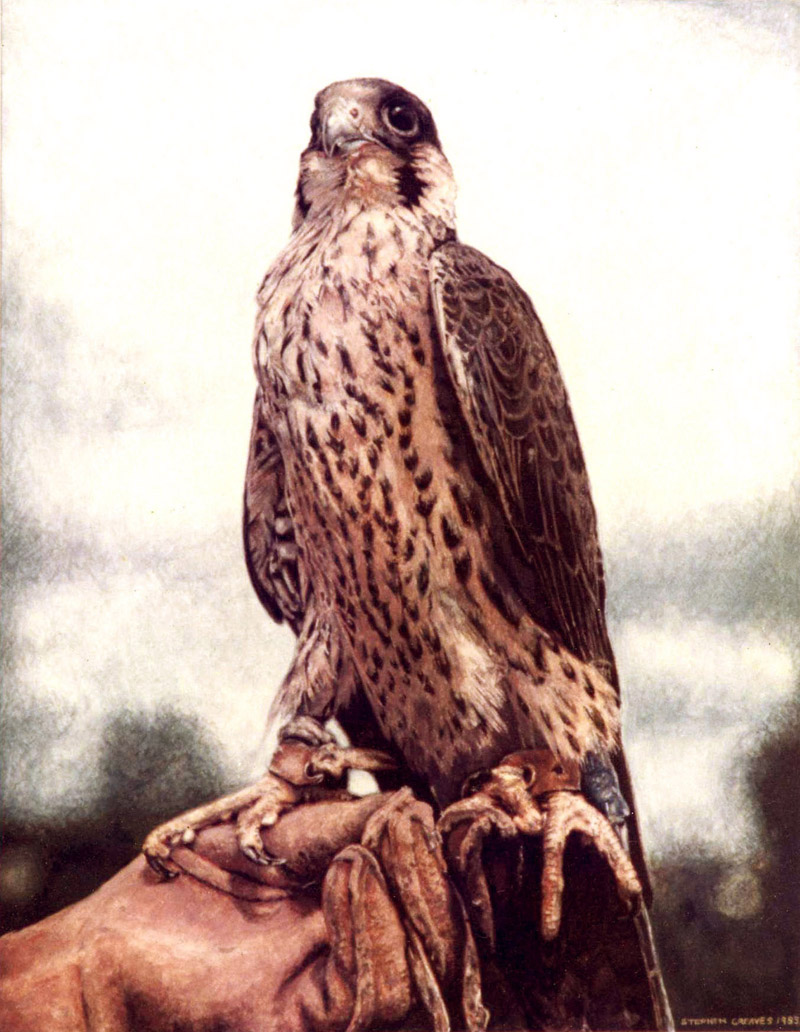 Enlarge: Peregrine Falcon - photorealism bird painting