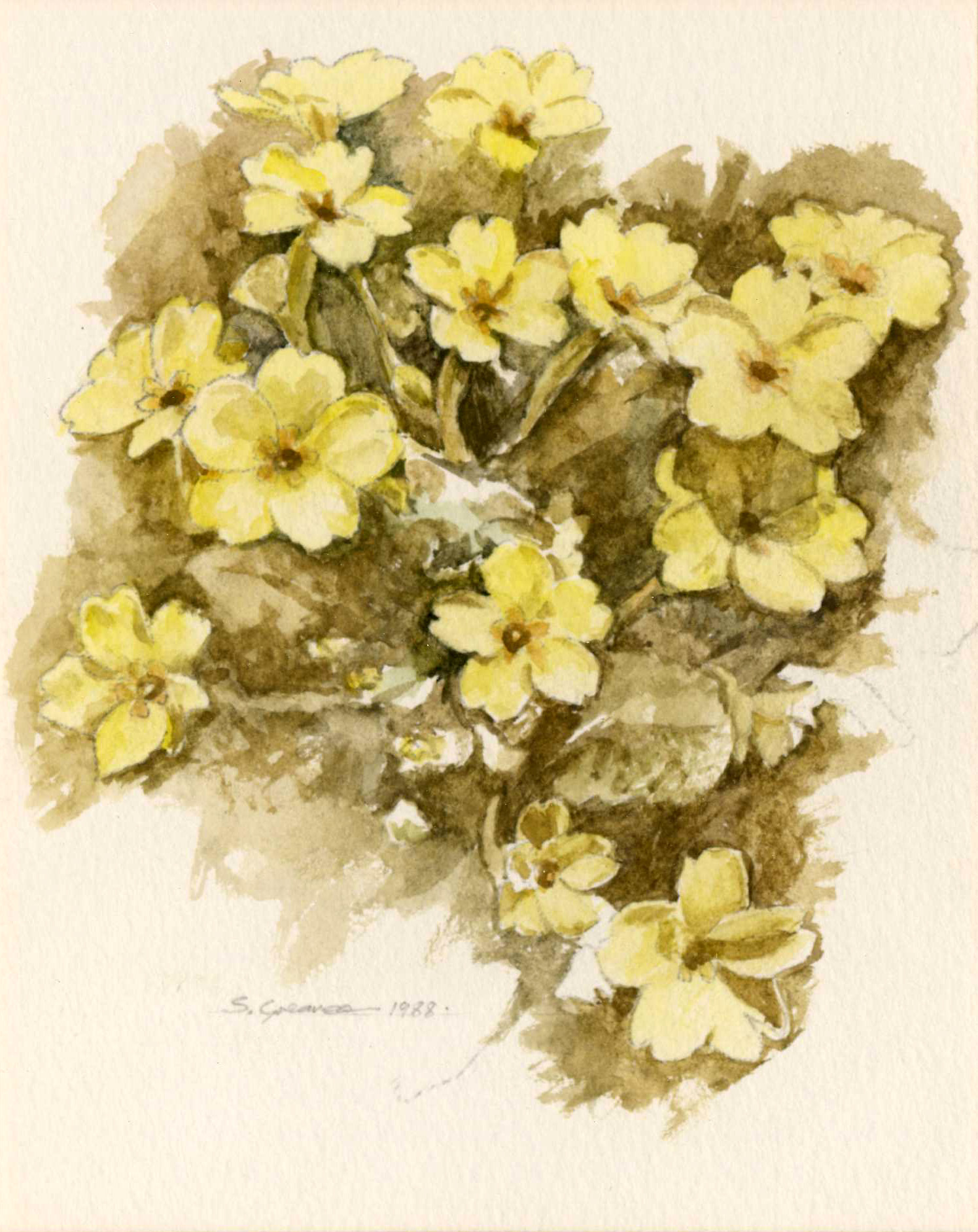 Steve Greaves - Primrose watercolour flower painting