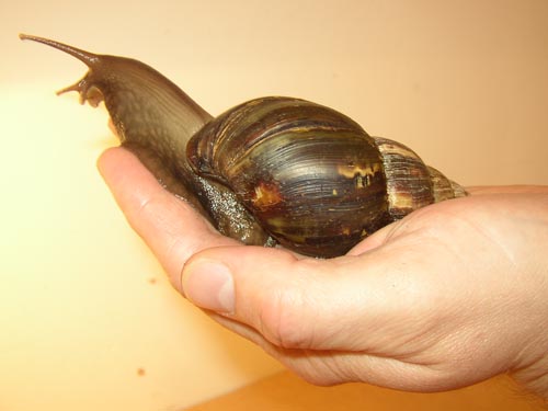 Giant African Land Snail "Arnie" - Photo by Steve Greaves