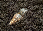 Giant African Land Snail Hibernation - Photo by Steve Greaves.