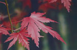 Red Japanese Maple Bonsai Leaves Painting by Steve Greaves