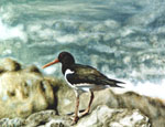 Steve Greaves - Oystercatcher - photorealism bird painting