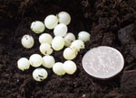 Giant African Snail Eggs photo by Steve Greaves Photorealism Paintings.