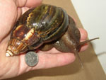 Giant African Land Snails - Photos by Steve Greaves