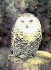 Steve Greaves - Snowy Owl - photorealism watercolour bird painting