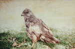 Buzzard - photorealism oil painting