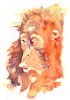 Steve Greaves - Orangutan watercolour painting