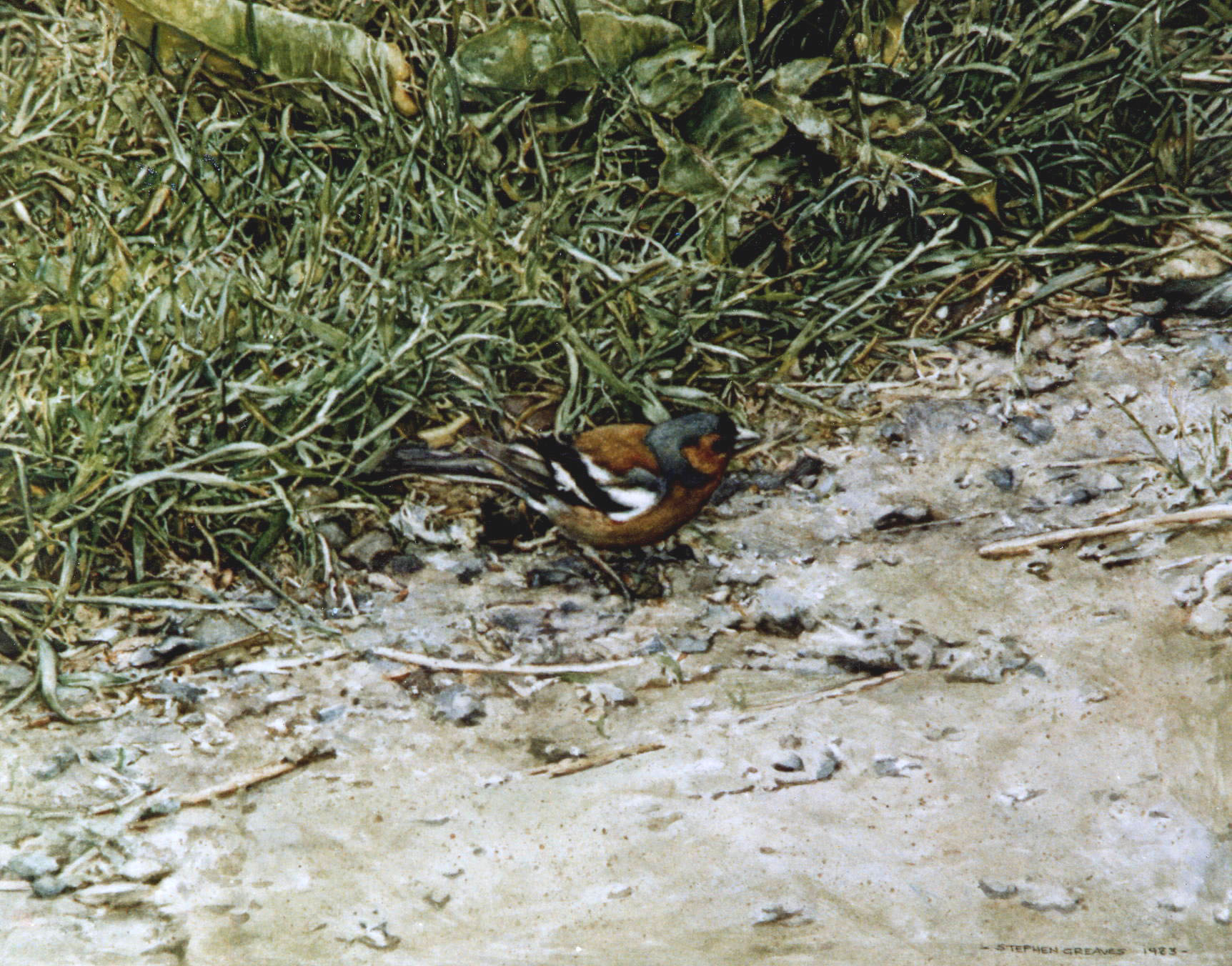 Enlarge: Chaffinch - photorealism bird painting