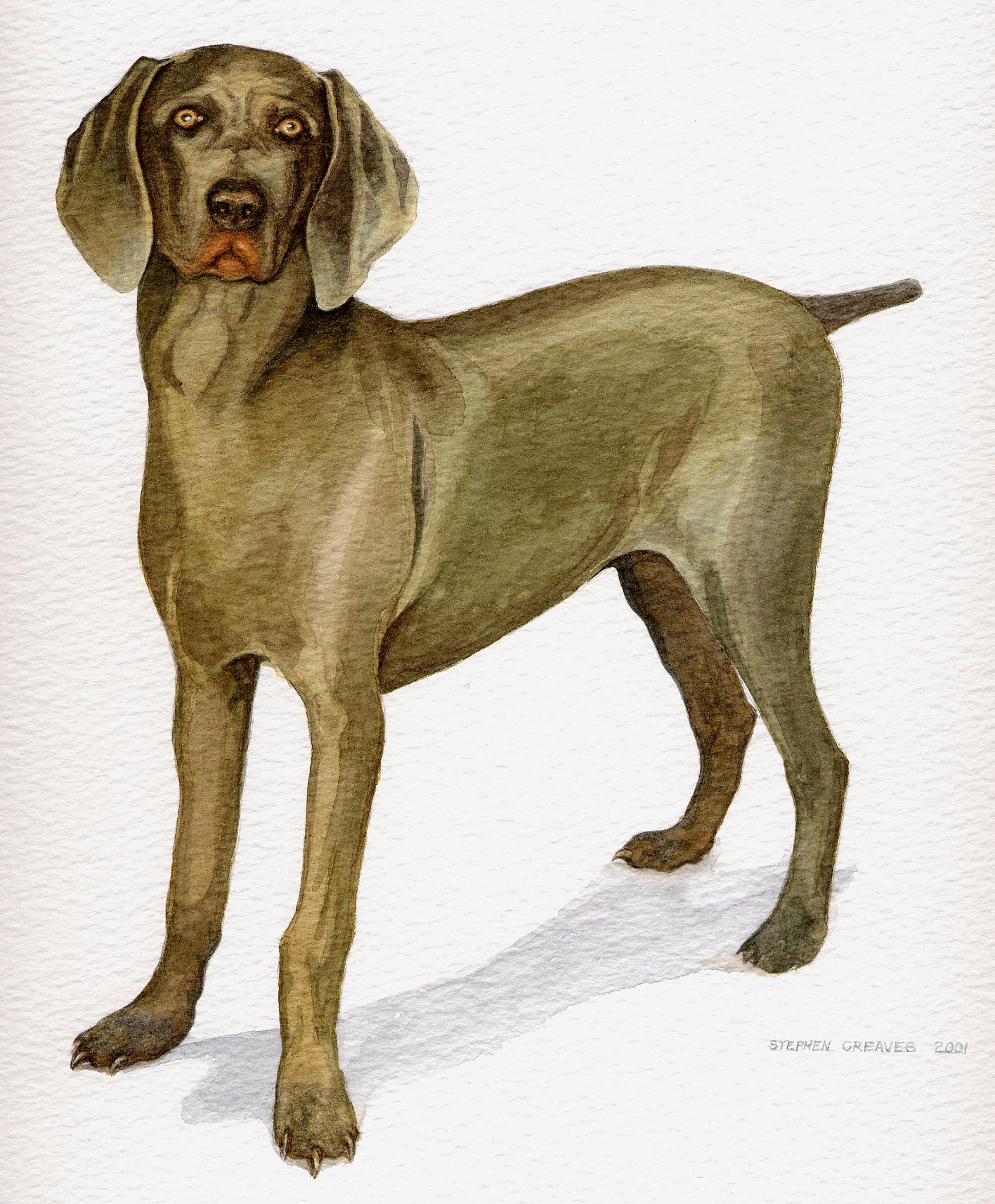 Steve Greaves - Weimerana Gundog, Jade - watercolour dog paintingpainting